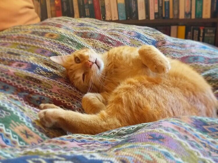 בית מלון כפרי Kilim