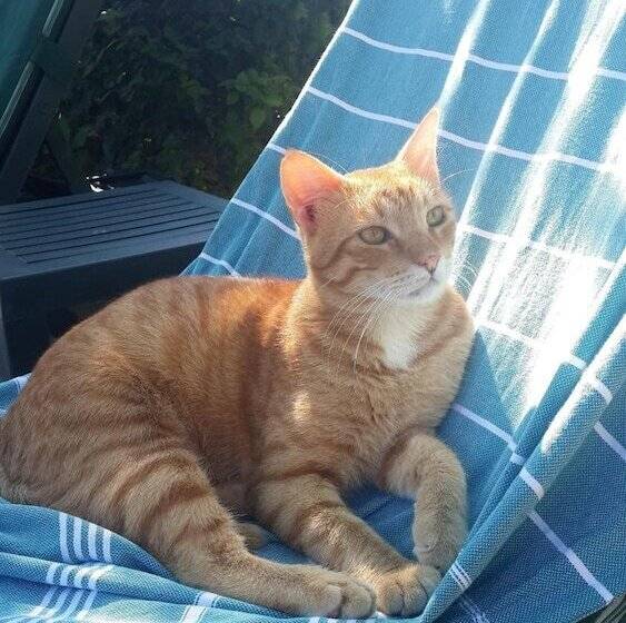 בית מלון כפרי Kilim