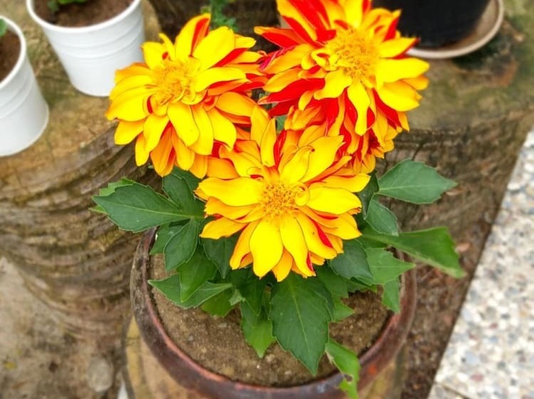 בית מלון כפרי Kilim