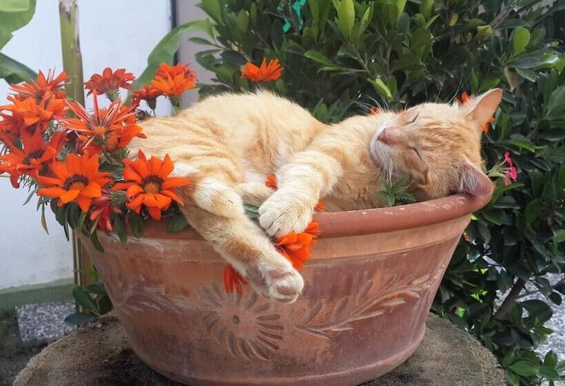 בית מלון כפרי Kilim