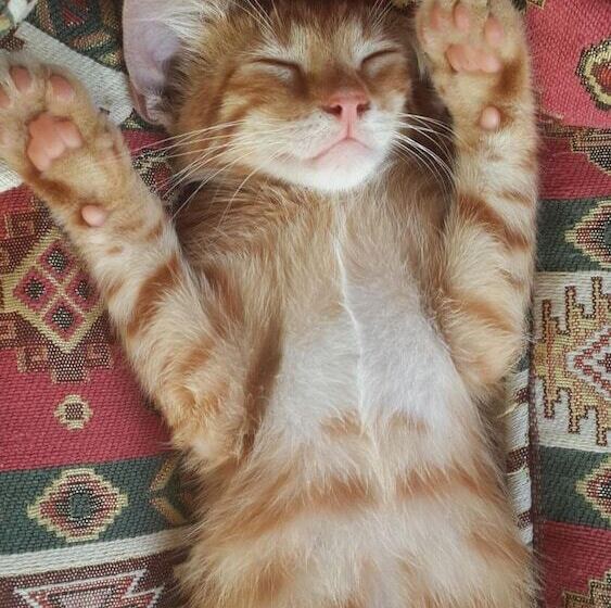 בית מלון כפרי Kilim