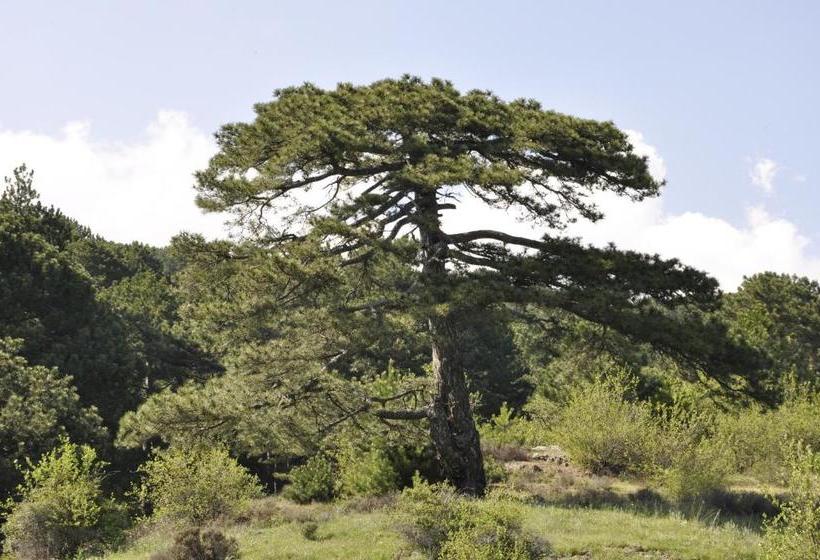 ホテル Misanli Pension