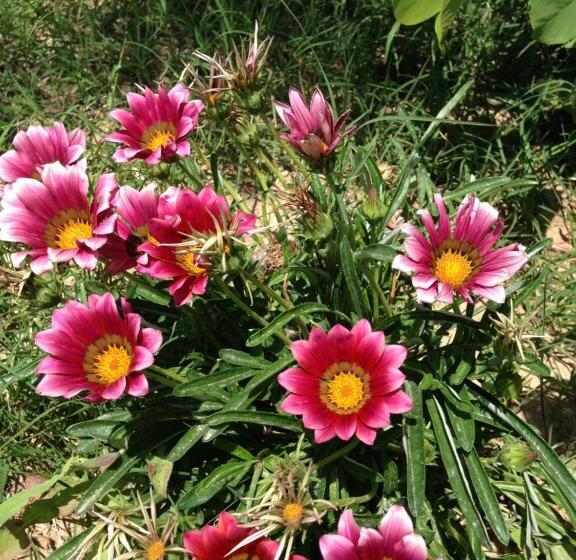 Отель Villa Anfora