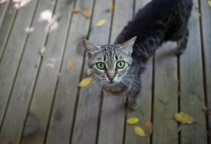 Bed and Breakfast Ekinoks Hotel   Adults Only