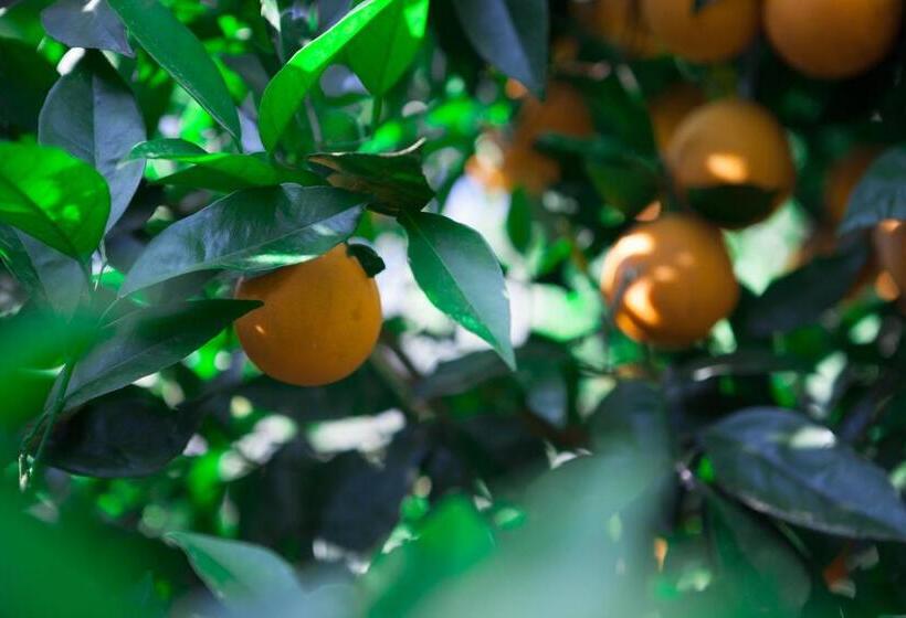 Bed and Breakfast Ekinoks Hotel   Adults Only