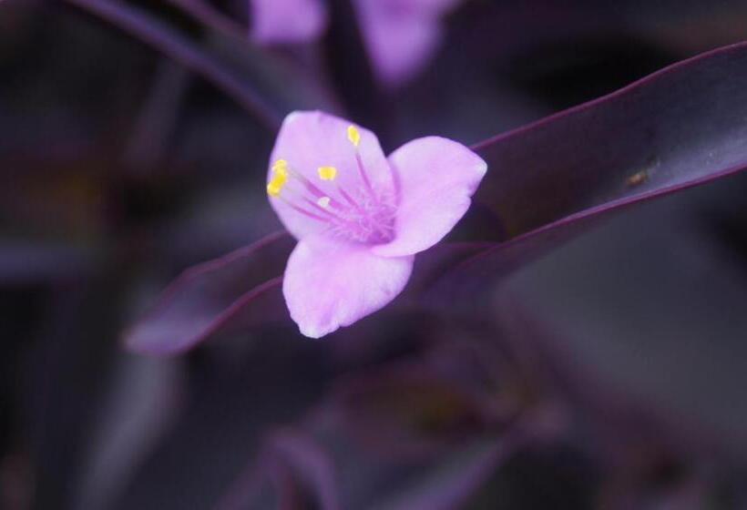 مبيت وإفطار Lorelei