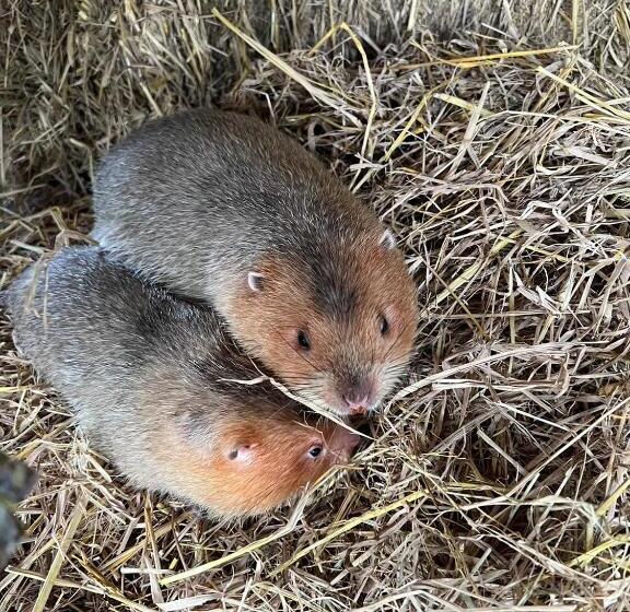 فندق Banana Place Resort