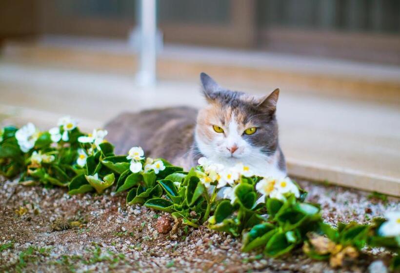 酒店 Sonne   Adults Only