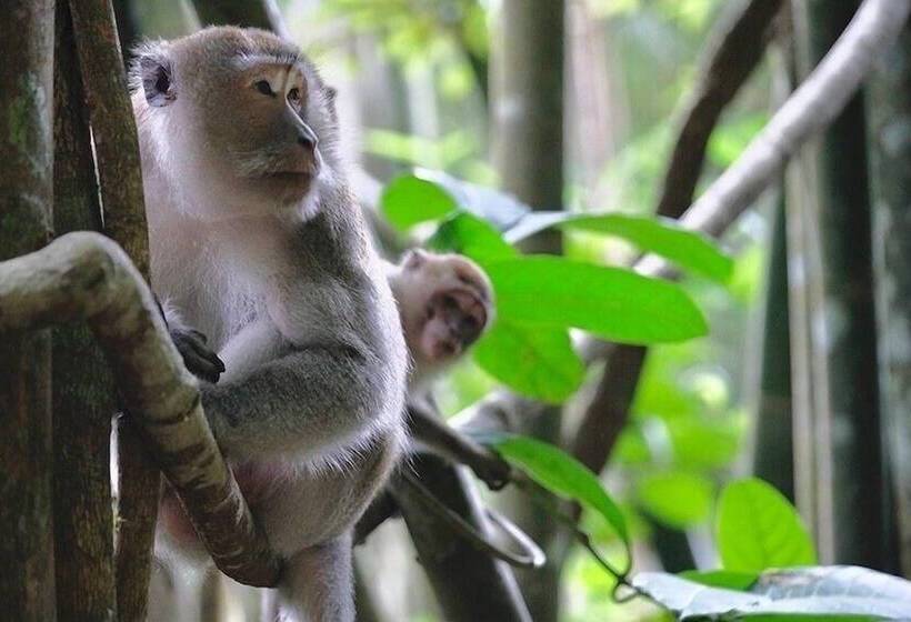 منتجع Montania Lifestyle