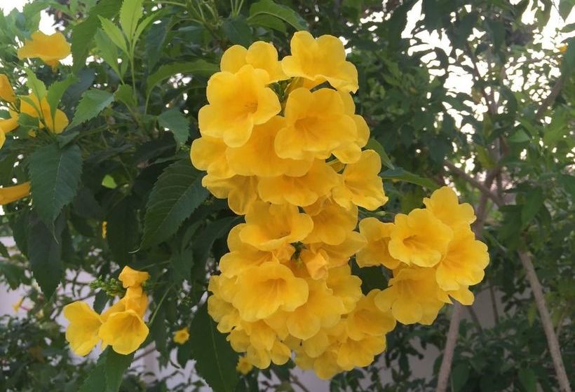 בית מלון כפרי Paradise Park Apartment Laemchabang