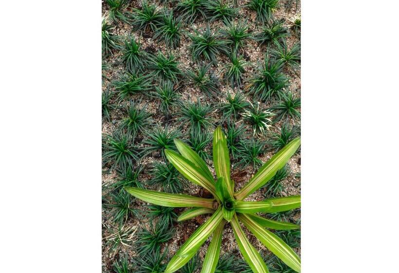 Madera Residence Sriracha