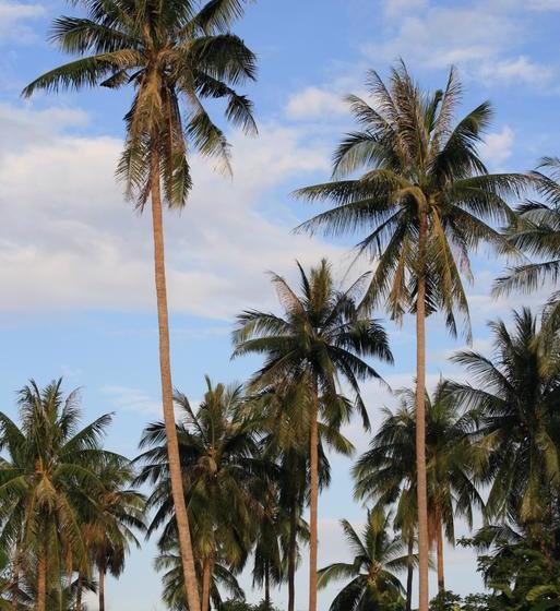 אתר נופש Samui Le Reve