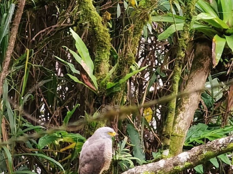 فندق Chirripo Art