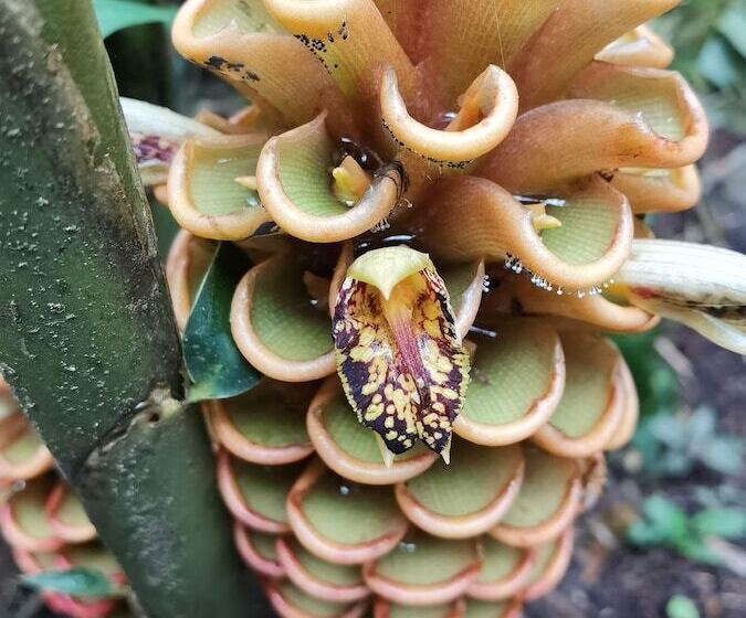 فندق Chirripo Art