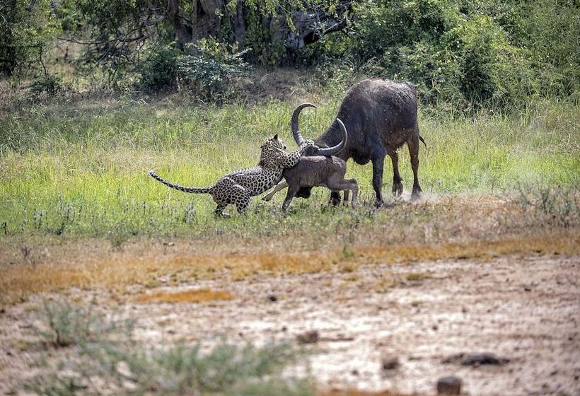 Курорт Allure Yala