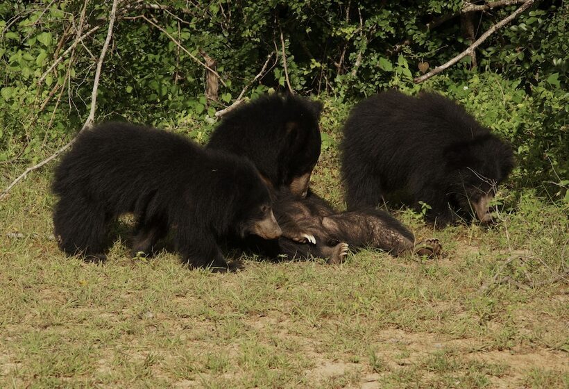 Курорт Allure Yala