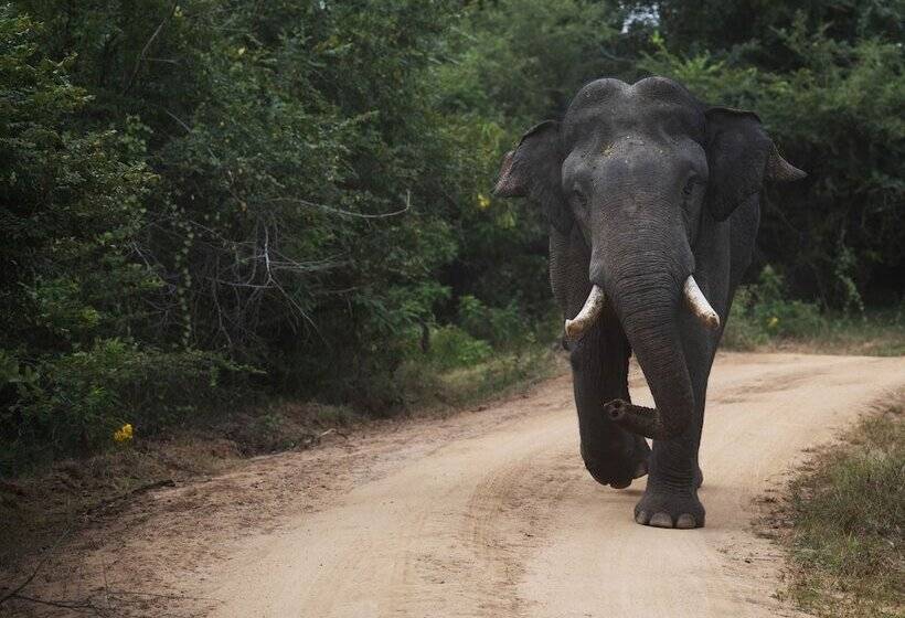 Курорт Allure Yala