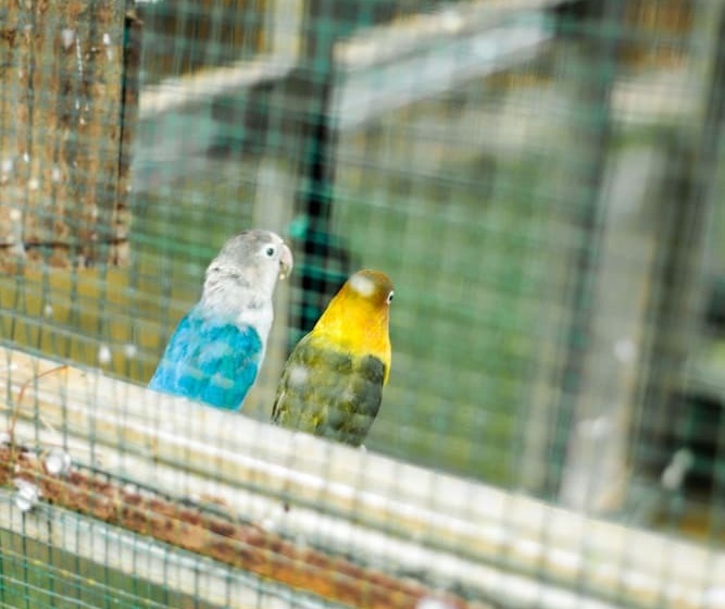 בית מלון כפרי Miracle Signature Hills