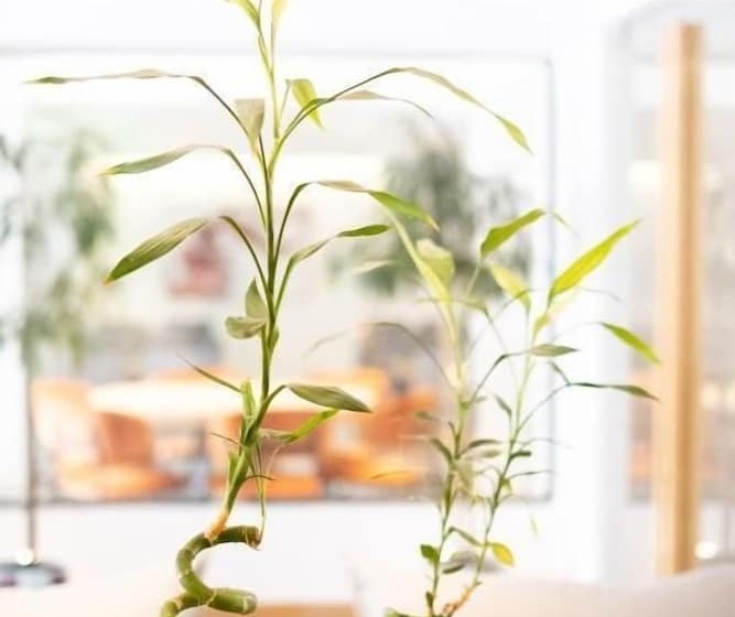 בית מלון כפרי City Loft