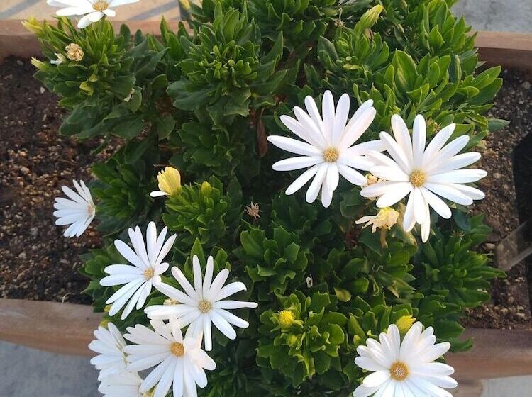 בית מלון כפרי Harmony Rooms Nafplio