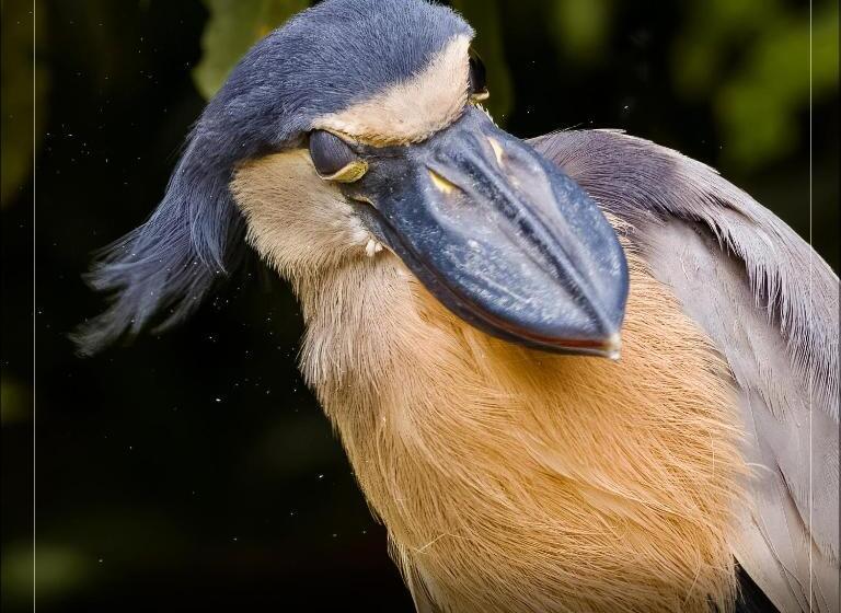 فندق De Campo Caño Negro