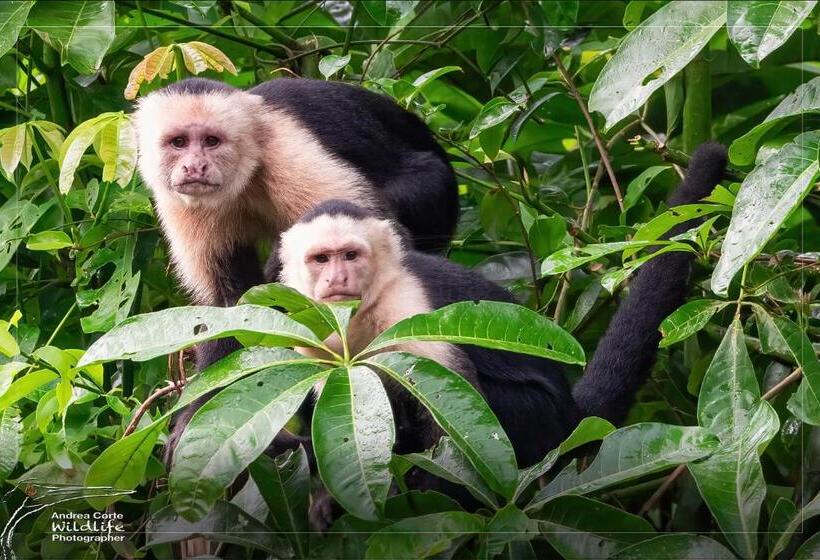 בית מלון כפרי De Campo Caño Negro