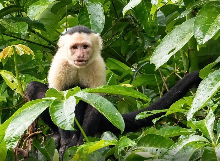 فندق De Campo Caño Negro