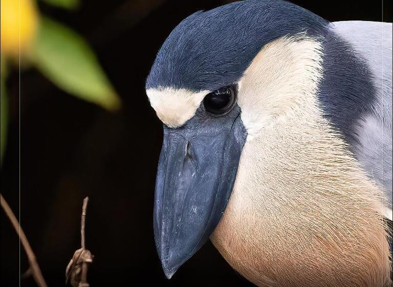 בית מלון כפרי De Campo Caño Negro