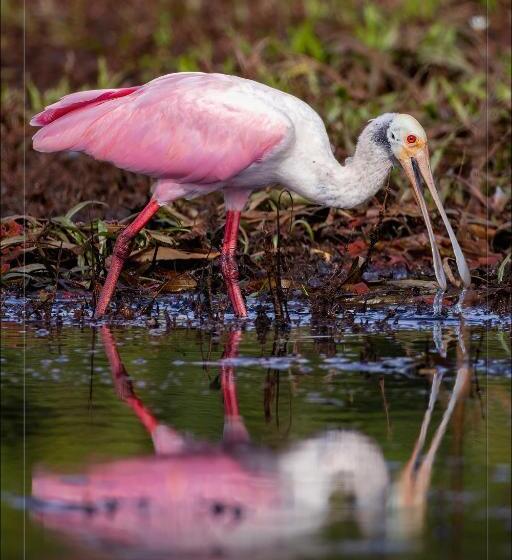 בית מלון כפרי De Campo Caño Negro