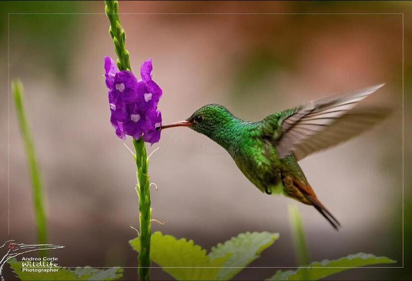 בית מלון כפרי De Campo Caño Negro