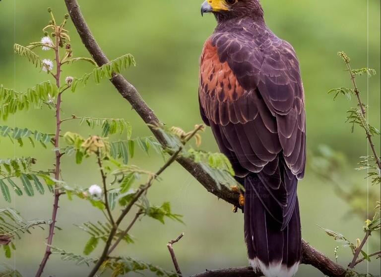 בית מלון כפרי De Campo Caño Negro