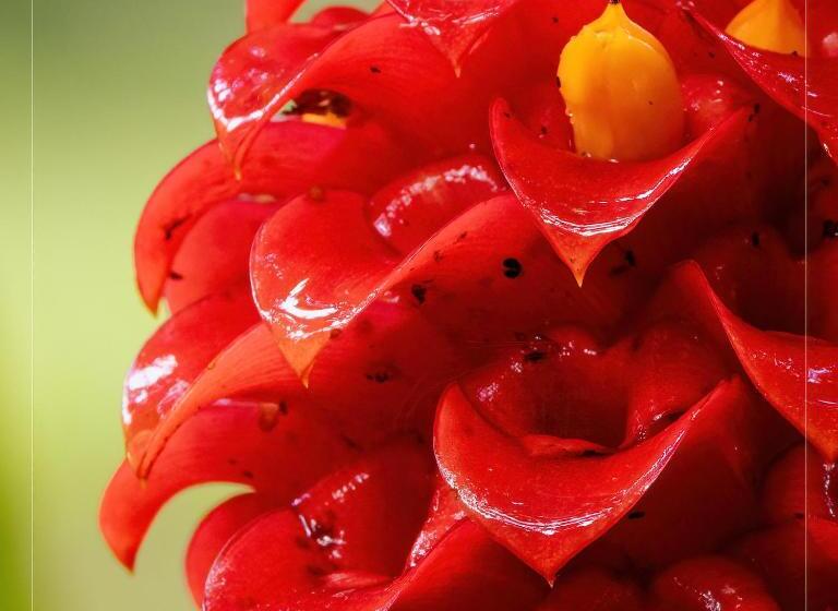 فندق De Campo Caño Negro