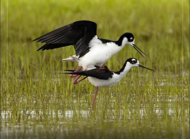 فندق De Campo Caño Negro