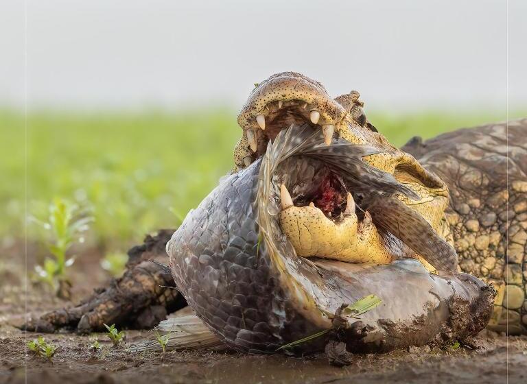 فندق De Campo Caño Negro