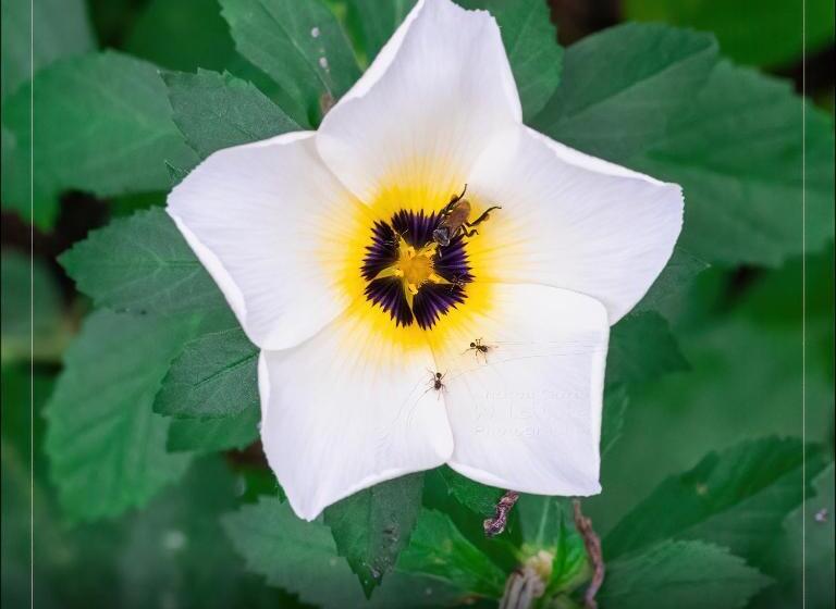 בית מלון כפרי De Campo Caño Negro