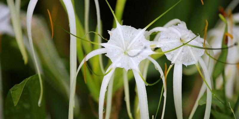 فندق La Mansion Inn Arenal