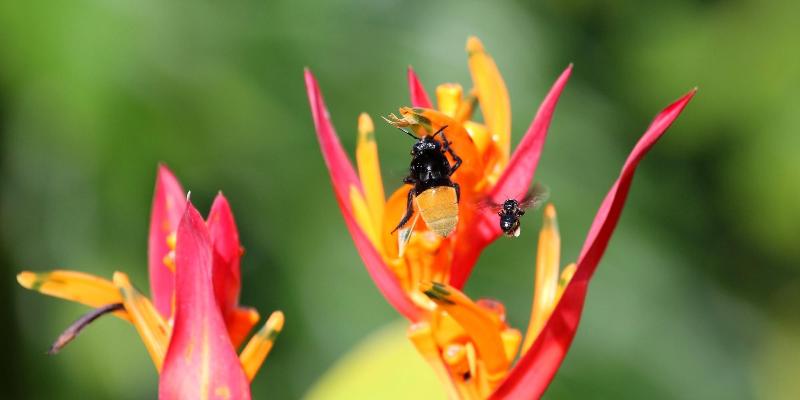 فندق La Mansion Inn Arenal