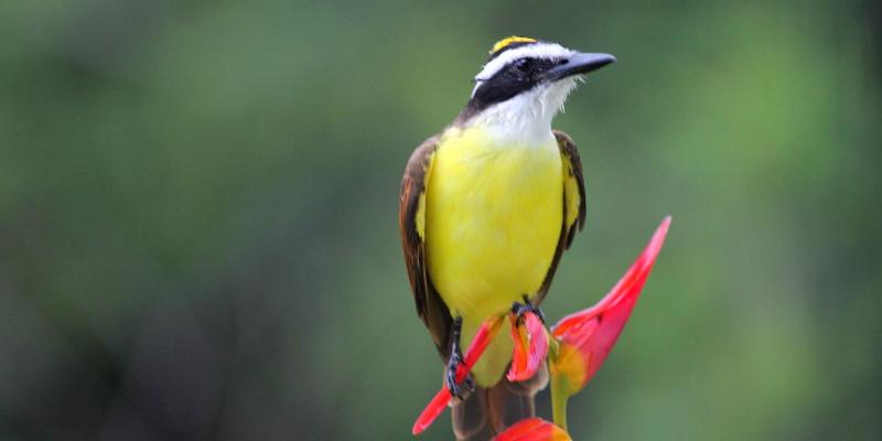 فندق La Mansion Inn Arenal