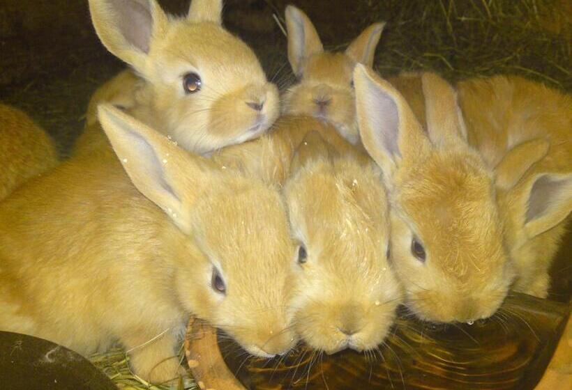 فندق Privat Apartma Ulrych