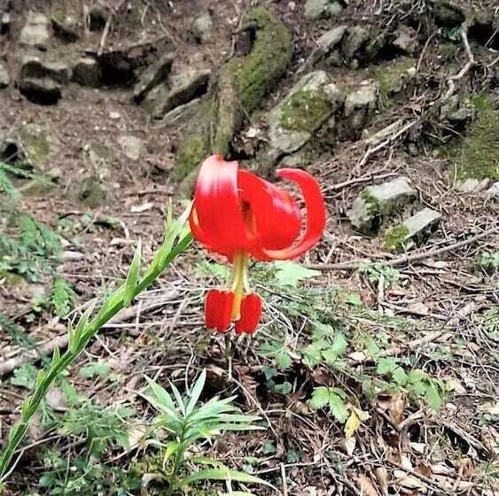 酒店 To Palio Litohoro