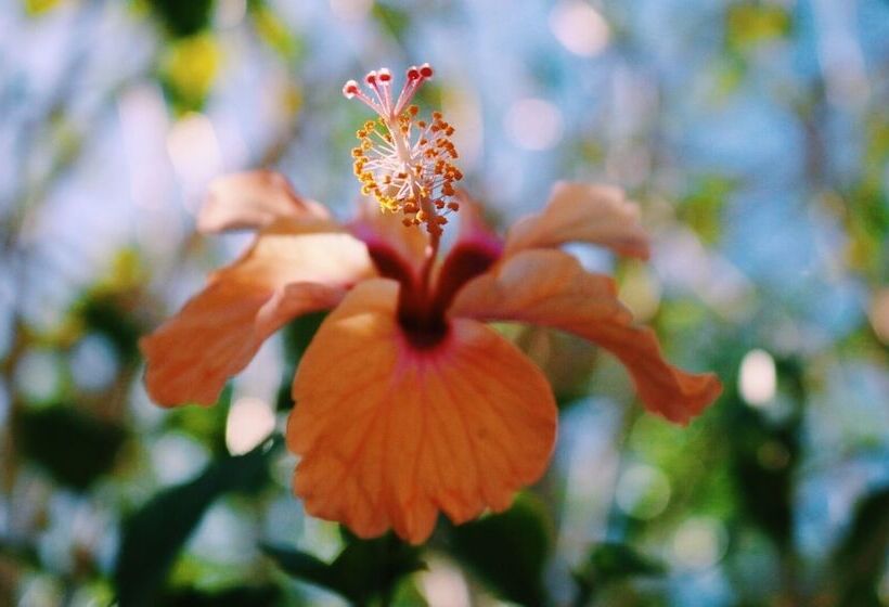 Sirena Serena B&b Retreat