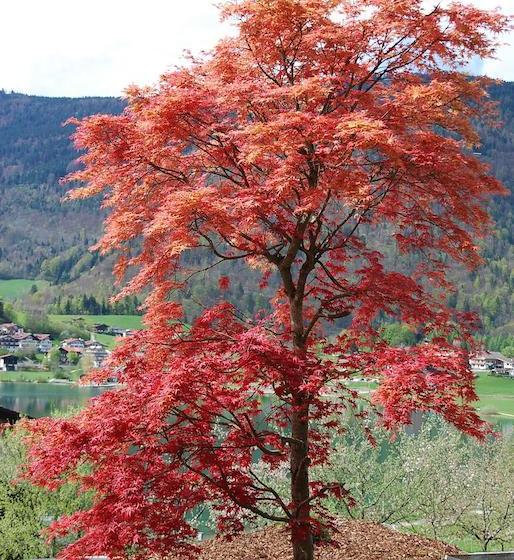 Отель Armona Medical Alpinresort