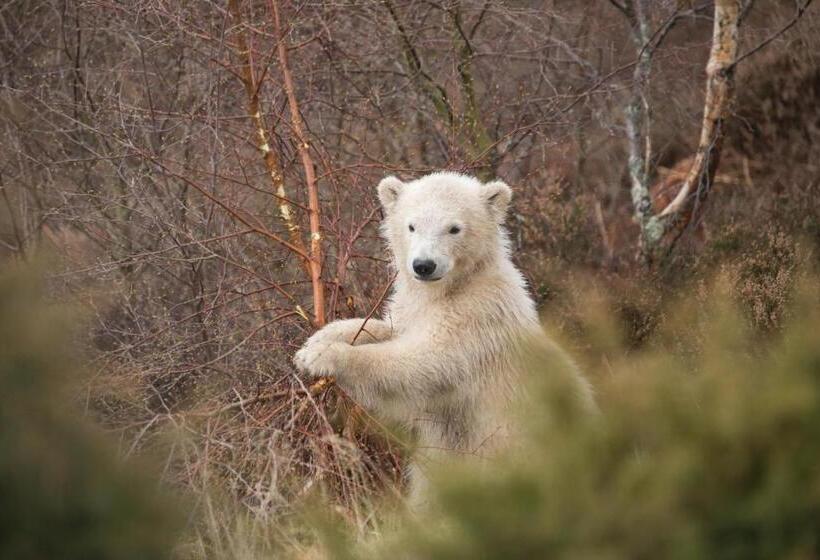 Macdonald Aviemore Hotel At Macdonald Aviemore Resort