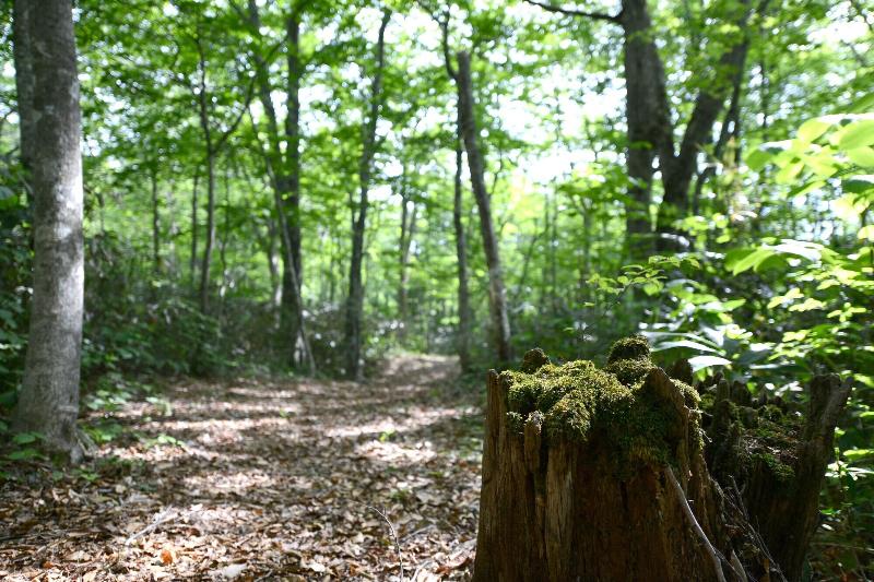 فندق Mori No Ryotei Mount Bandai