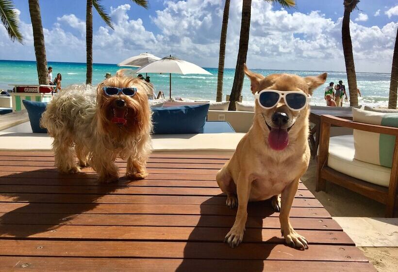 בית מלון כפרי Thompson Playa Del Carmen Beach House, By Hyatt