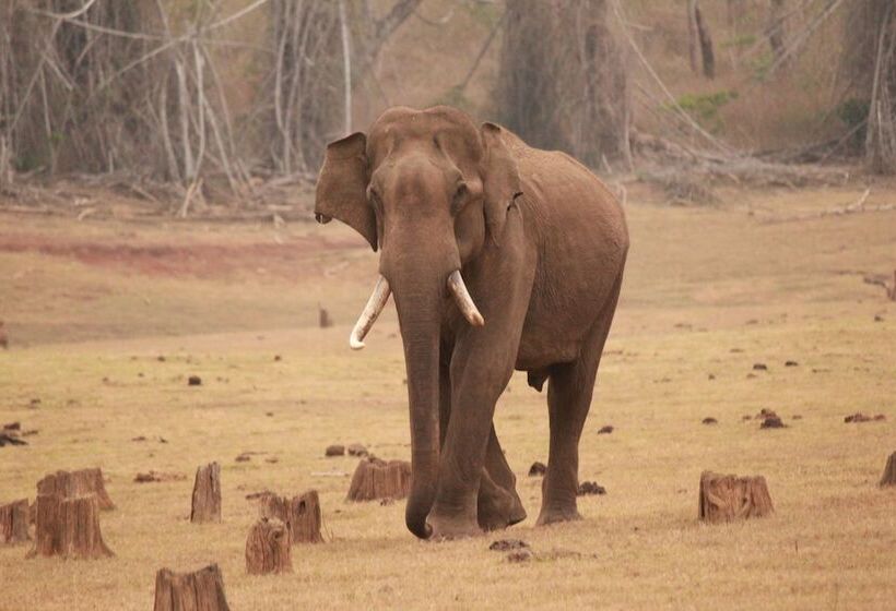 ホテル Tranquil Resort Wayanad