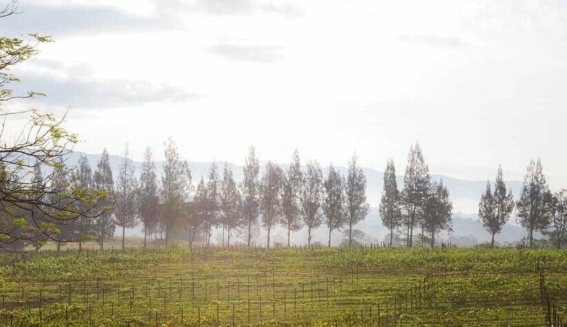 منتجع Village Farm & Winery