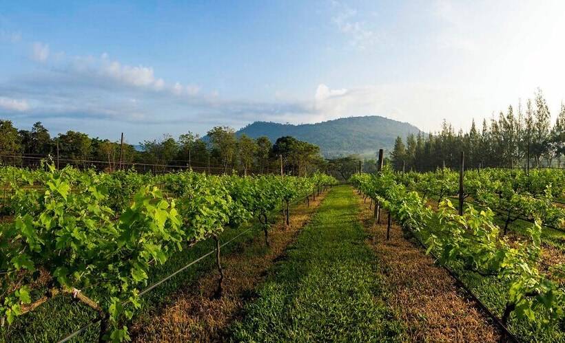 منتجع Village Farm & Winery