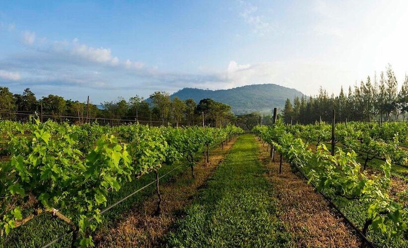 منتجع Village Farm & Winery