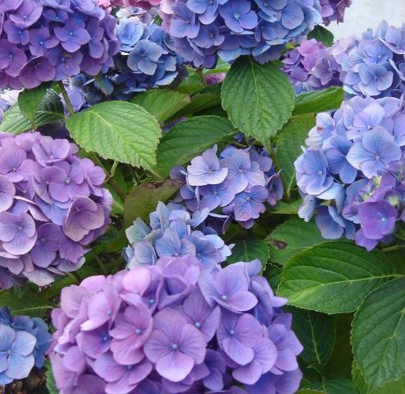 민박 Chambres D'hôtes La Villa Des Hortensias